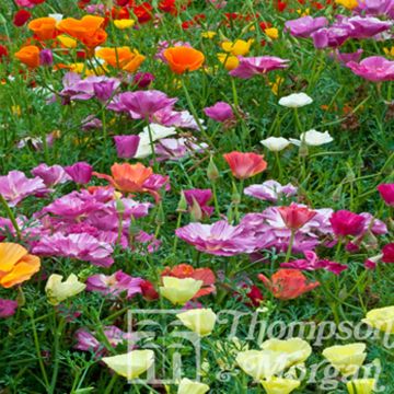 Graines de Pavot de Californie Monarch Mixed - Eschscholzia californica