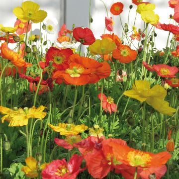 Papaver nudicaule Champagne Bubbles Mix