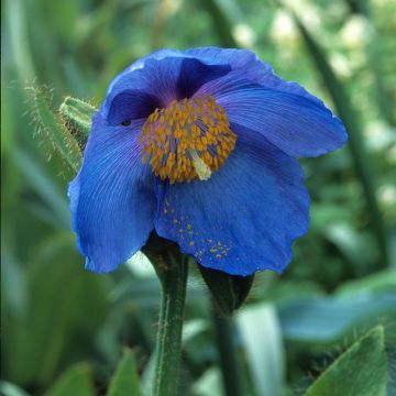 Pavot, Meconopsis sheldonii