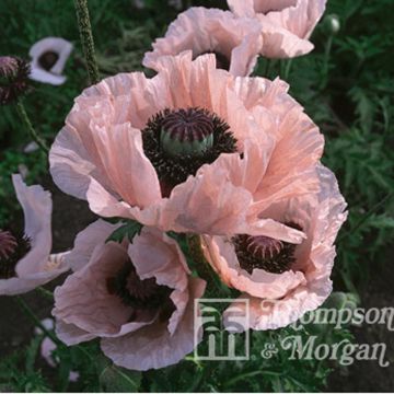 Papaver orientale Coral Reef - Oriental Poppy