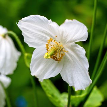 Meconopsis betonicifolia var. alba - Blue Poppy