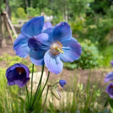 Pavot bleu de l Himalaya - Meconopsis betonicifolia