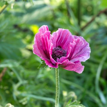 Papaver orientale Harlem - Oriental Poppy