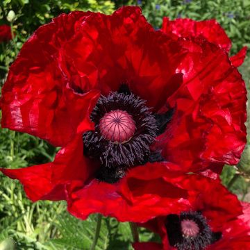 Papaver orientale Heartbeat - Oriental Poppy