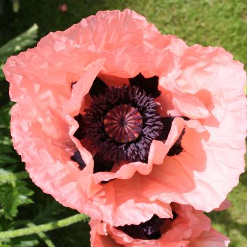 Papaver orientale Little Dancing Girl - Oriental Poppy