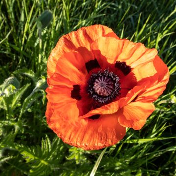 Papaver orientale 'Orange Glow'