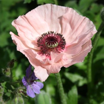 Pavot d Orient - Papaver orientale Karine