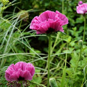 Papaver orientale Lilac Girl - Oriental Poppy