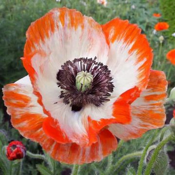 Pavot d Orient - Papaver orientale Princesse Victoria Louise