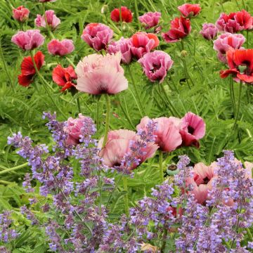 Papaver orientale Haremstraum - Oriental Poppy