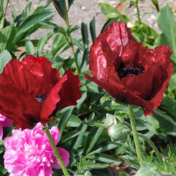 Papaver orientale 'Royal Chocolate Distinction'