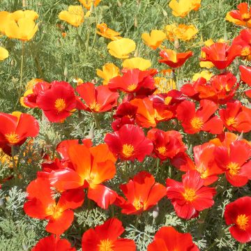 California Poppy Red Chief Seeds - Eschscholzia californica