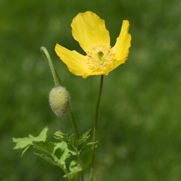 Meconopsis cambrica - Blue Poppy