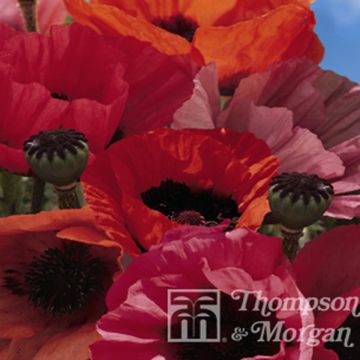 Oriental Poppy Fruit Punch Seeds - Papaver orientale