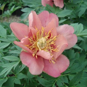 Paeonia Itoh Old Rose Dandy