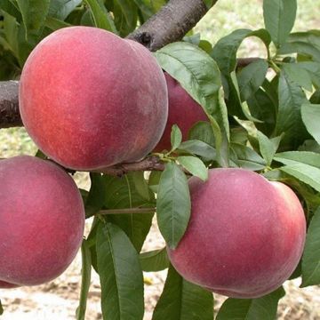 Prunus persica Anita - Peach Tree