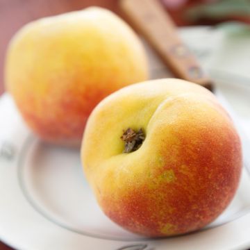 Prunus persica Belle Angevine - Organic Peach Tree