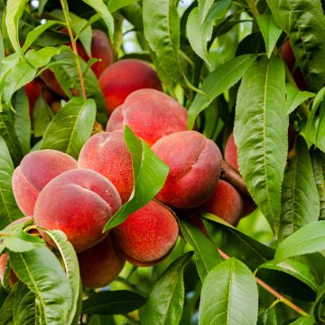 Prunus persica Charles Ingouf - Peach Tree