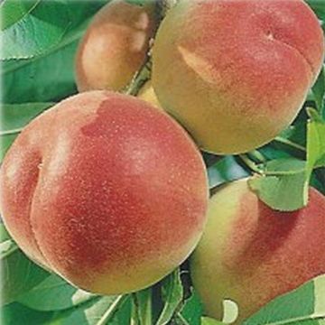 Prunus persica Vigne jaune - Vineyard Peach tree