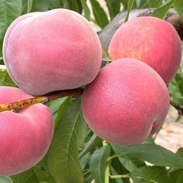 Prunus persica Dwarf Peach Dixired - Dwarf Peach Tree