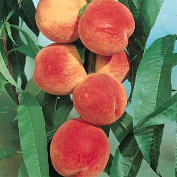 Prunus persica J.H. Hale - Peach Tree