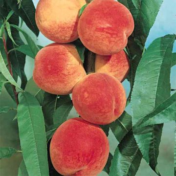 Prunus persica J.H. Hale - Organic Peach Tree
