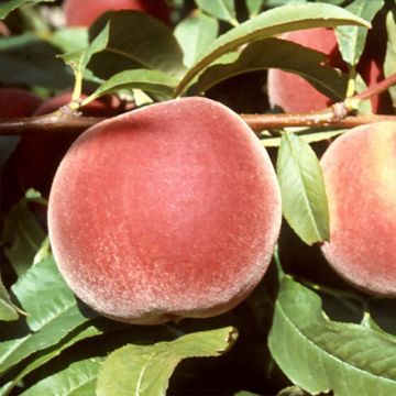 Prunus persica Michelini - Peach Tree