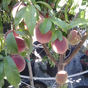 Prunus persica Redwing - Peach Tree