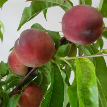 Prunus persica Robin - Peach Tree