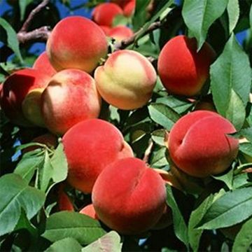 Prunus persica Teton de Venus - Peach Tree