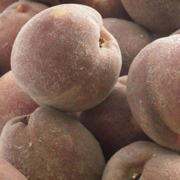 Prunus persica Blood Peach - Vineyard Peach