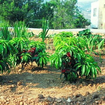 Prunus persica Bonanza - Dwarf Peach Tree