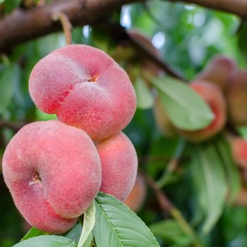 Prunus persica Fruit Me Peach Me Donut - Dwarf Nectarine Peach Tree