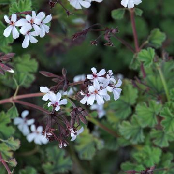 Pelargonium Ardwick Cinnamon