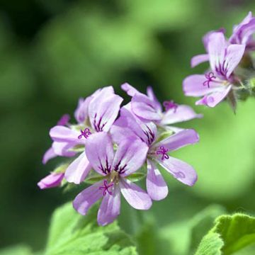 Pelargonium Atomic Snowflake