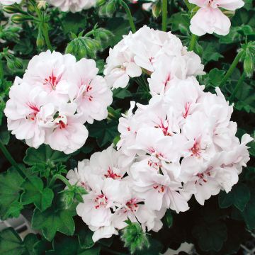 Pelargonium Blanche Roche - Ivy Geranium