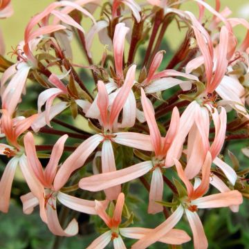 Pelargonium Stella Bird Dancer