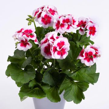 Pelargonium TwoinOne White Splash