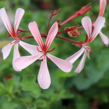 Pelargonium acetosum