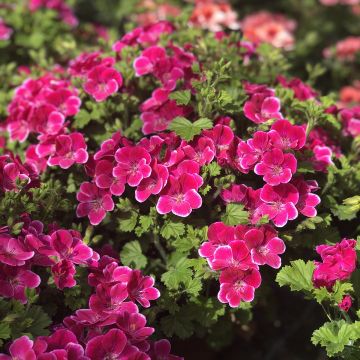 Pelargonium Angel Eyes Magenta - Regal Geranium