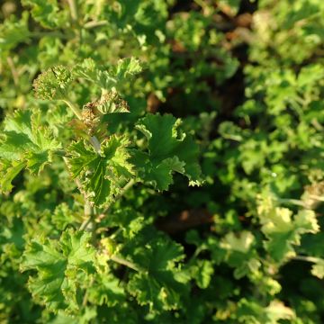 Pelargonium crispum 'Peach Cream'