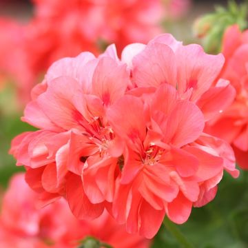 Pelargonium Double Apricot - Ivy Geranium