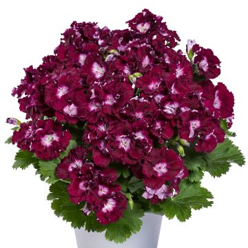 Pelargonium Bermuda Merlot - Regal Geranium