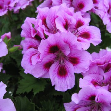 Pelargonium Cynthia - Regal Geranium