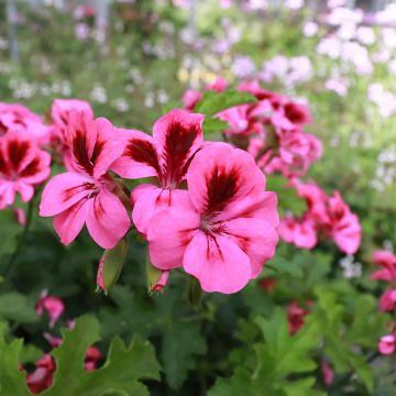 Pelargonium Brunswick - Regal Geranium