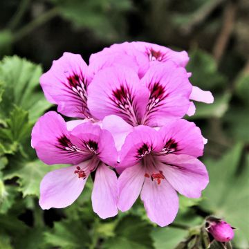 Pelargonium nervosum Cola Bottles