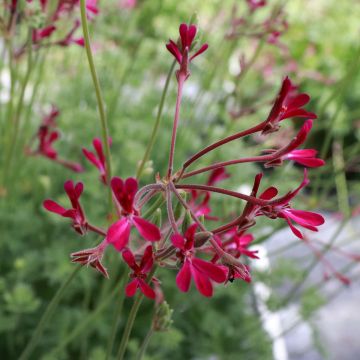 Pelargonium Deerwood Lavender