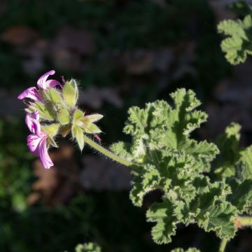 Pelargonium Endsleigh