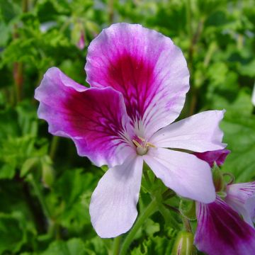 Pelargonium Kettlebaston - Regal Geranium