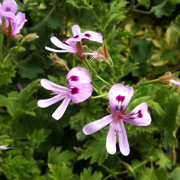 Pelargonium Lemon fancy